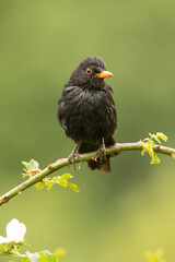 Common blackbird male in the rain with the first light of day trying to dry his plumage