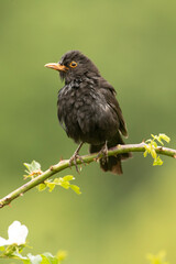 Common blackbird male in the rain with the first light of day trying to dry his plumage