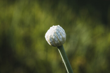 onion seed head in field