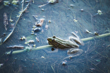 frog in the water