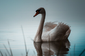 swan on the lake