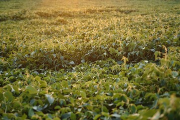 Obraz premium Soy field and soy plants in early morning light. Soy agriculture