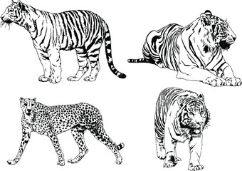 vector drawings sketches different predator , tigers lions cheetahs and leopards are drawn in ink by hand , objects with no background