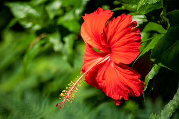 Blooming red flower of China rose, rose of Sharon, hardy hibiscus, rose mallow, Chinese hibiscus, Hawaiian hibiscus or shoeblackplant. It is native to warm temperate, subtropical and tropical regions.