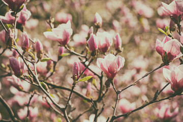 Magnolia spring flowers