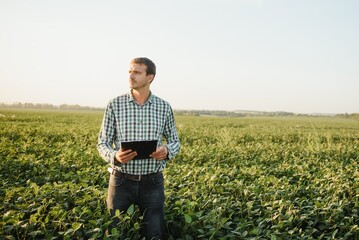 A farmer inspects a green soybean field. The concept of the harvest - obrazy, fototapety, plakaty