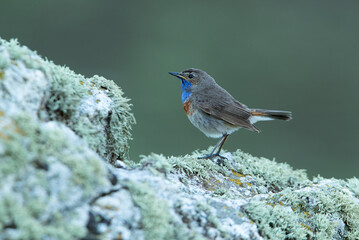Male Bluethroat in the breeding season with the first light of dawn on a rock in its territory