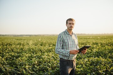 Fototapeta premium A farmer inspects a green soybean field. The concept of the harvest