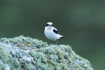 Adult male Northern wheatear in his breeding territory with the first light of dawn