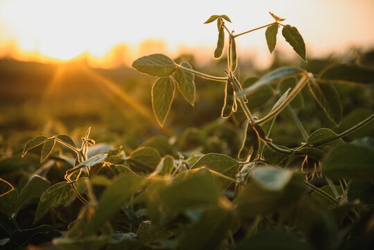 Open soybean field at sunset.Soybean field .