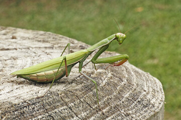 praying mantis
