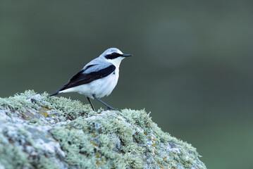 Breeding-season male Northern wheatear with the first light of dawn on his favorite perches on his territory