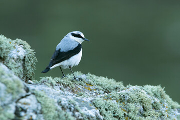 Breeding-season male Northern wheatear with the first light of dawn on his favorite perches on his territory
