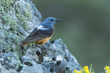 Male Rufous-tailed rock thrush with the first light of dawn in his breeding territory