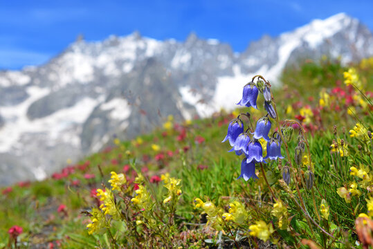 Bearded Bellflower (Campanula barbata) growing in the mountain meadow. Summer landscape with Mont Blanc massif (Monte Bianco) at the background. Aosta Valley, Italy.