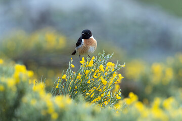 Male Common stonechat at his favorite perch within his breeding territory with the first light of dawn
