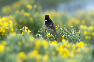Male Common stonechat at his favorite perch within his breeding territory with the first light of dawn