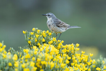 Water pipit on a rock in its breeding territory with the first light of day