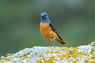 Male Rufous-tailed rock thrush with the first light of dawn in his breeding territory