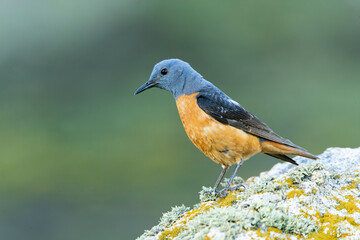 Adult male of Rufous-tailed rock thrush with the first light of dawn in its breeding territory