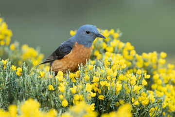 Male Rufous-tailed rock thrush with the first light of dawn in his breeding territory
