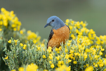 Adult male of Rufous-tailed rock thrush with the first light of dawn in its breeding territory