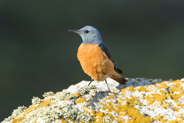 Rufous-tailed rock adult male thrush in his breeding territory with the first light of dawn