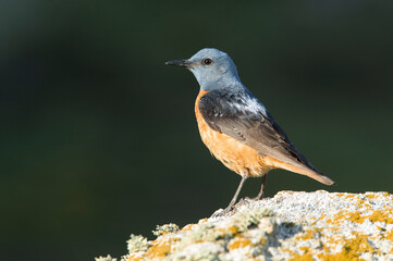 Adult male of Rufous-tailed rock thrush with the first light of dawn in its breeding territory