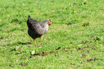 Ein Huhn auf einer Wiese auf einem Bauernhof
