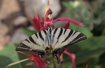A swallowtail butterfly sits on a red eland in the garden.