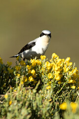 Adult male Northern wheatear in his breeding territory with the first light of dawn