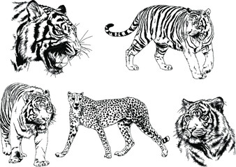 vector drawings sketches different predator , tigers lions cheetahs and leopards are drawn in ink by hand , objects with no background