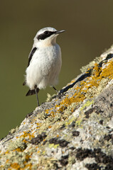 Adult male Northern wheatear in his breeding territory with the first light of dawn