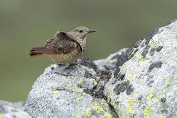Rufous-tailed rock thrush adult female in early morning light in her breeding territory
