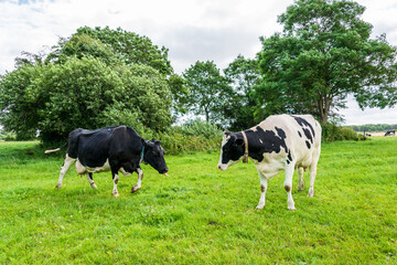 Auf einem BIO-Bauernhof in Schleswig-Holstein mit natürlicher und Nachaltiger Rinderzucht und...