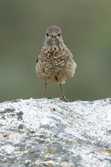 Rufous-tailed rock thrush adult female in early morning light in her breeding territory