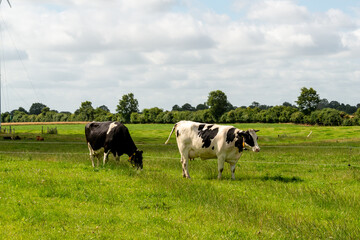 Fototapeta na wymiar Freilaufende Milchrinder auf einer Weide in Schleswig-Holstein