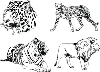 vector drawings sketches different predator , tigers lions cheetahs and leopards are drawn in ink by hand , objects with no background