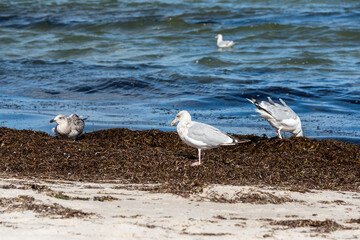 Silbermöwen am Strand der Ostsee auf Nahrungssuche