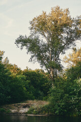 Tree on the river bank near the water during sunset
