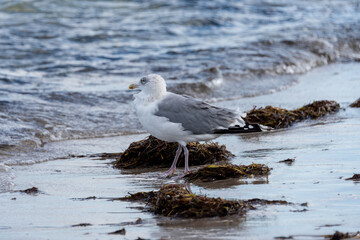 Silbermöwen am Strand der Ostsee auf Nahrungssuche