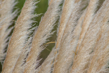 herbe de la pampa au vent 