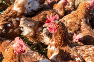 Freilaufende Hühner auf einem BIO Bauernhof in Schleswig-Holstein