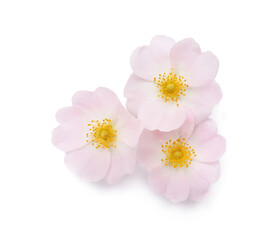 Beautiful rose hip flowers on white background, top view