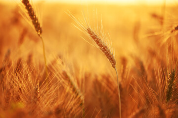 Ripe ears of wheat in a field in sunlight. harvest season.

