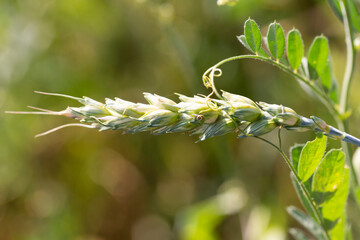 green wheat field and sunny day. one ear of wheat on the background of a field. concept of growing bread, farm life, harvest
