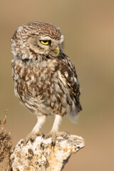 Little owl on his favorite perch in the last evening lights of a summer day
