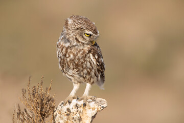 Little owl in his favorite watchtower with the last evening lights