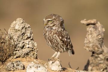 Little owl on his favorite perch in the last evening lights of a summer day