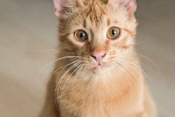Close up photo of red cat with green eyes looking straight towards camera.